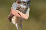Birds With Arms…(Humor)