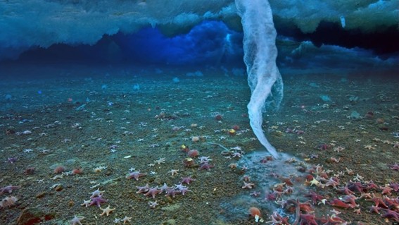 Lee más sobre el artículo Brinicle o El Dedo Helado De La Muerte…(Naturaleza)