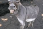 El Burro Triste y Alegre…(Cuento de Humor)