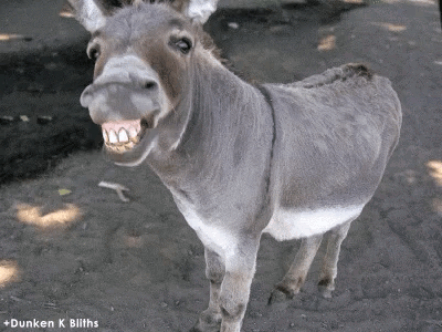Lee más sobre el artículo El Burro Triste y Alegre…(Cuento de Humor)