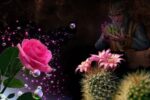 ¿Diamante o Piedras…?(Cuento Con Moraleja)