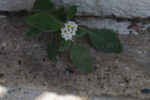 Una Pequeña Flor…
