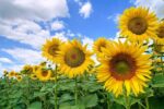 Los Girasoles…