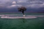 El Arbol De La Vida…