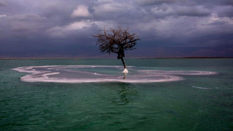 Lee más sobre el artículo El Arbol De La Vida…