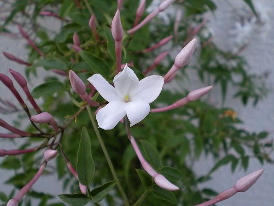 Lee más sobre el artículo Dicen Que Las Flores…