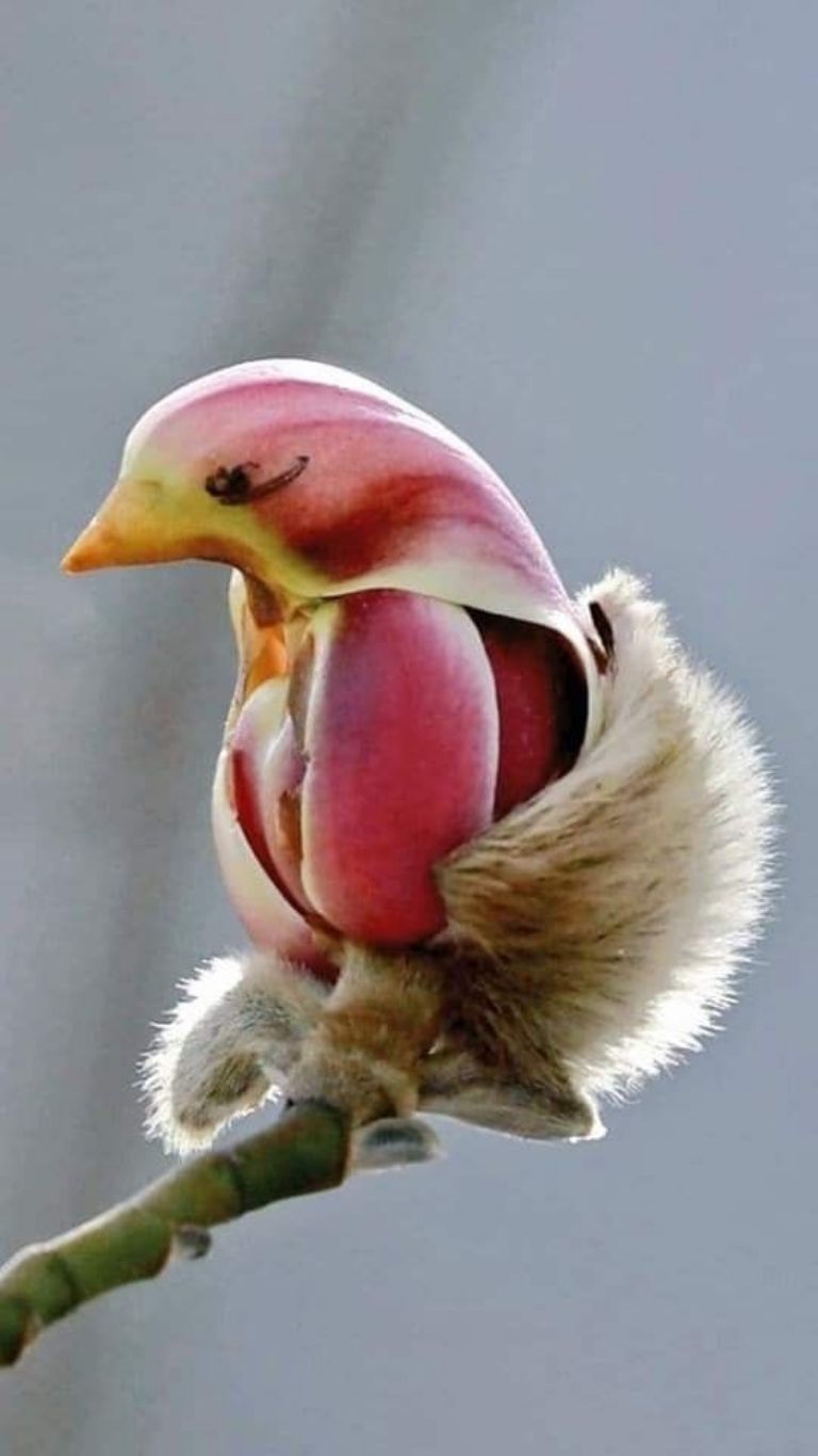 Magnolia Liliflora
