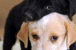 ¿Sabes Porque Dios No Le Permitió Hablar A Los Perros?…