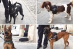 Héroes de 4 Patas…