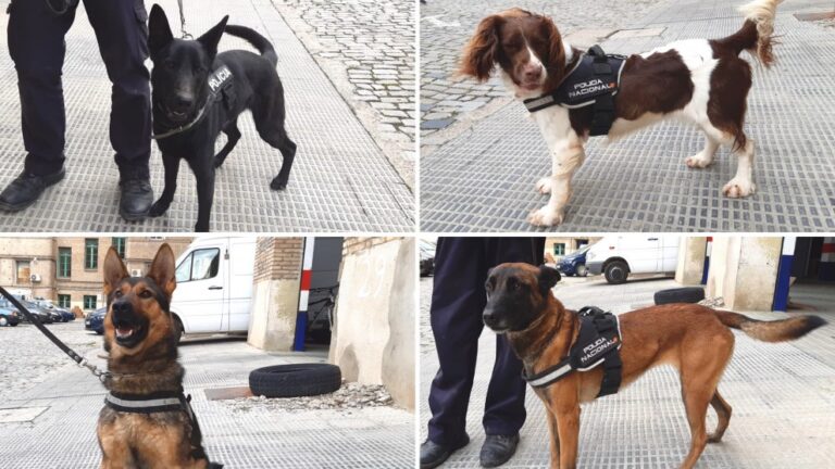 Lee más sobre el artículo Héroes de 4 Patas…