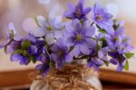 Un Ramito de Violetas –  Alma en LLamas –