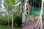 ¿Un Árbol Que Camina…?