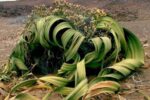 La Planta De La Niebla…